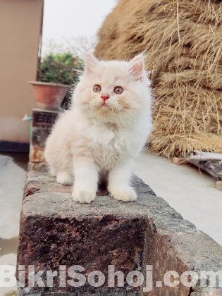 Pure Persian cat